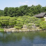 Green Pine Trees on Naka no Shima Island