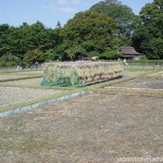 Korakuen Seidan Rice Fields