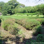 Tea Fields at Korakuen