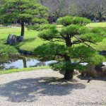 White Sand and Green Pine Tree at Jarijima Island