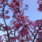 Ume Blossoms at Shizutani School