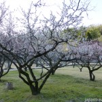 Ume Grove