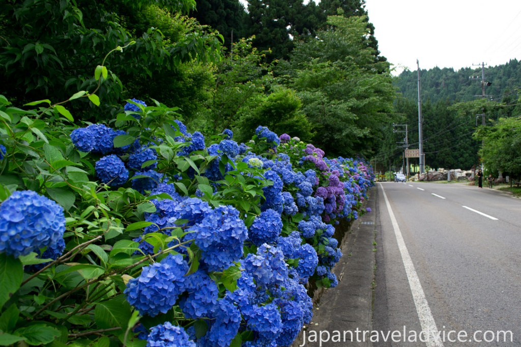 Ajisai Matsuri Itadori Gifu Japan Travel Advice