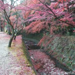 Autumn Leaves at Kokeizan Eihoji Temple