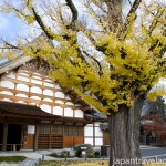 The Famous Gingko Tree at Kokeizan Eihoji Temple