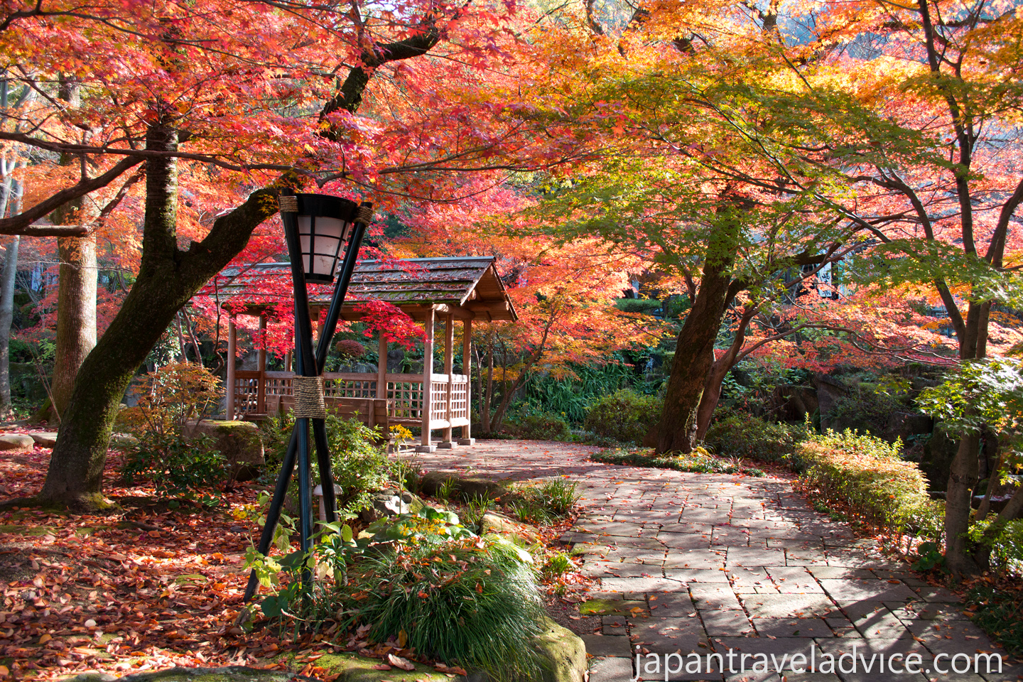 November Autumn Colours in Japan
