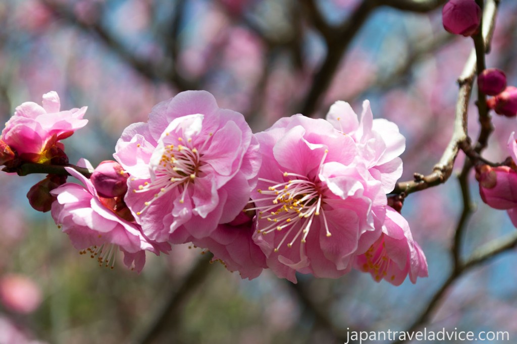 Plum Blossoms Bairin Park