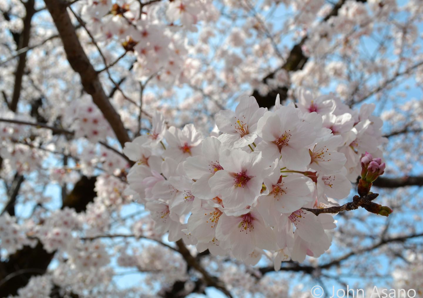 Cherry Blossoms at Gifu Park in Gifu City