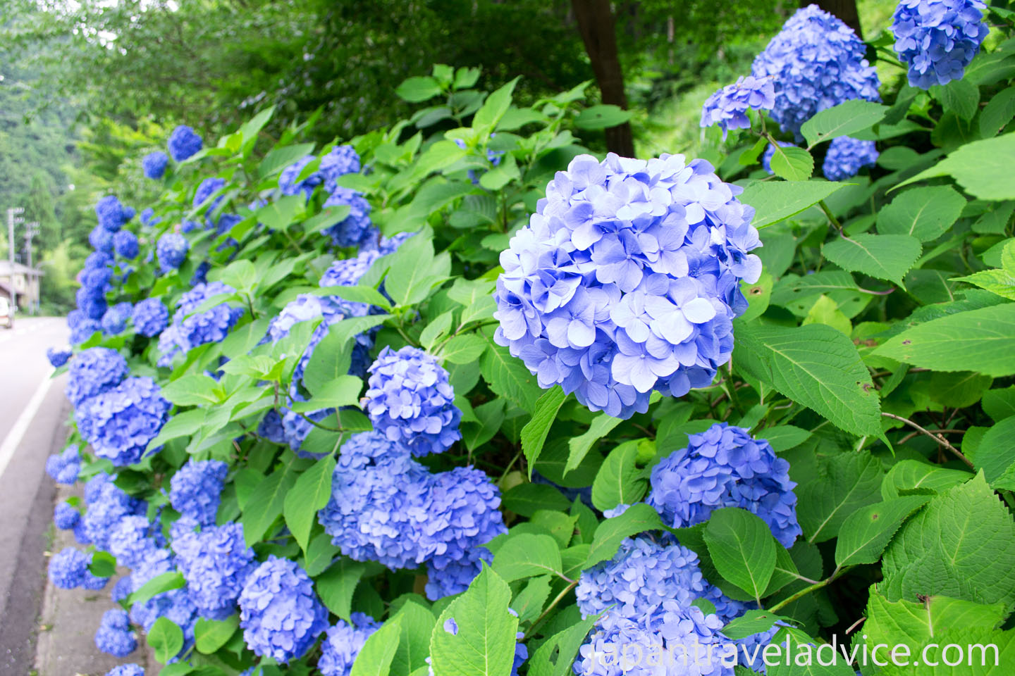 Itadori Hydrangea Festival in Seki, Gifu Prefecture