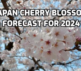 Japan Cherry Blossom Forecast for 2024