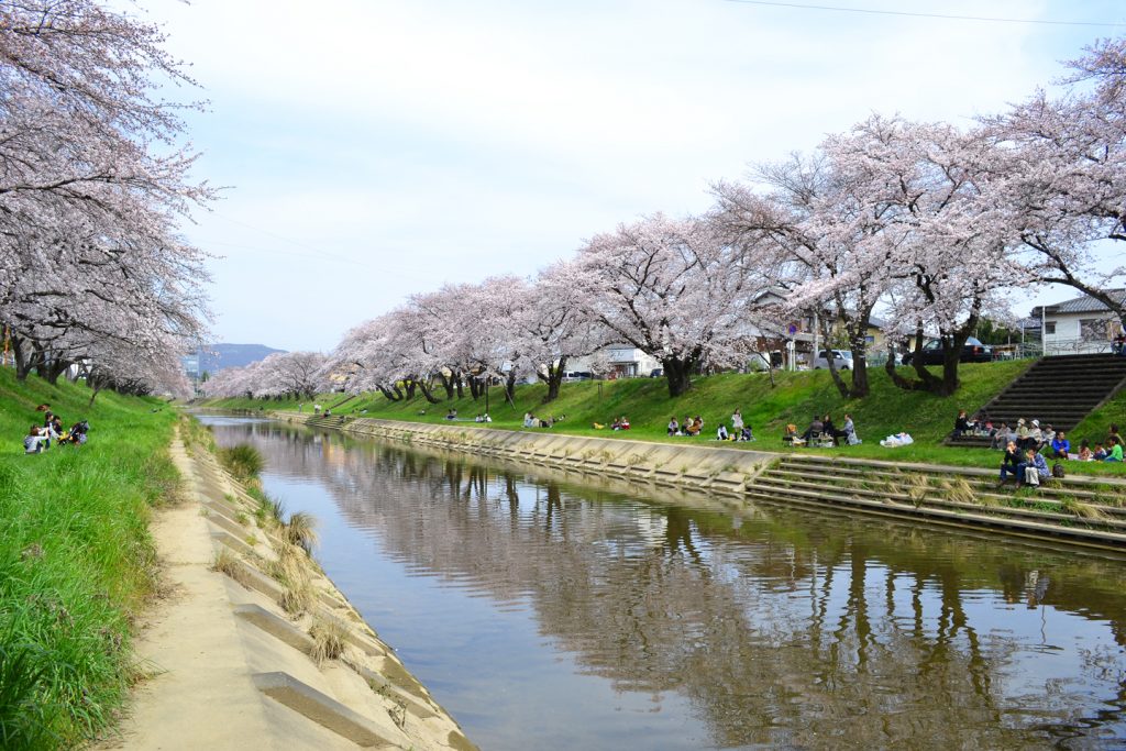 Cherry Blossoms by the River