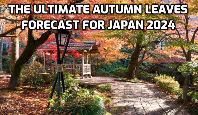 The Ultimate Autumn Leaves Forecast for Japan 2024