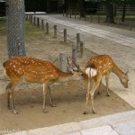 Deer in Nara Park near Todaiji