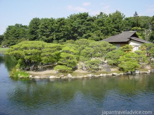 Green Pine Trees on Naka no Shima Island