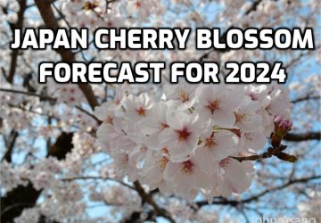 Japan Cherry Blossom Forecast for 2024