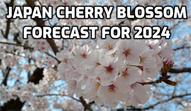 Japan Cherry Blossom Forecast 2024 Japan Travel Advice   Japan Cherry Blossom Forecast 2024 1 750x437 